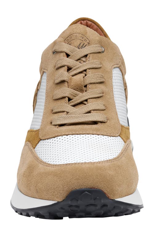 Johnston & Murphy Collection Briggs Perfed Lace-up Sneaker In Taupe/brown/white Italian