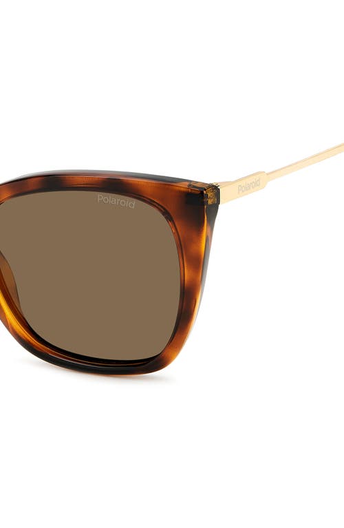 Polaroid 52mm Polarized Cat Eye Sunglasses In Havana/bronze Polar