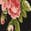 selected Cottage Garden color
