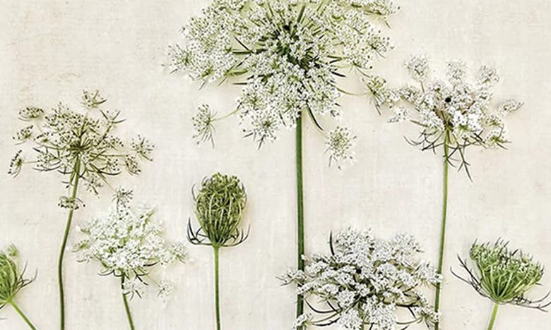 Icanvas Queen Annes Lace By Debbra Obertanec Canvas Wall Art In White-multi