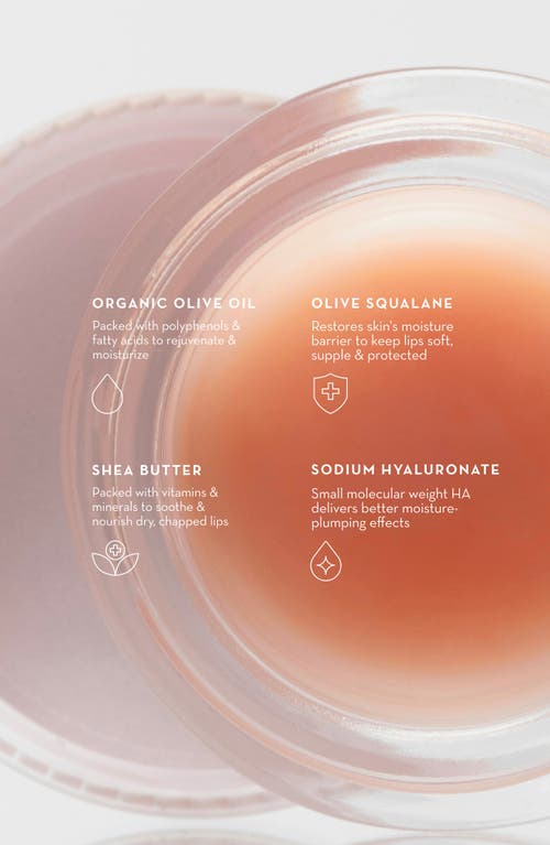 Furtuna Skin Olive Lip Butter Balm In No Color