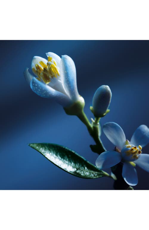 Chloé Atelier Des Fleurs Nuit D'oranger Eau De Parfum In No Color