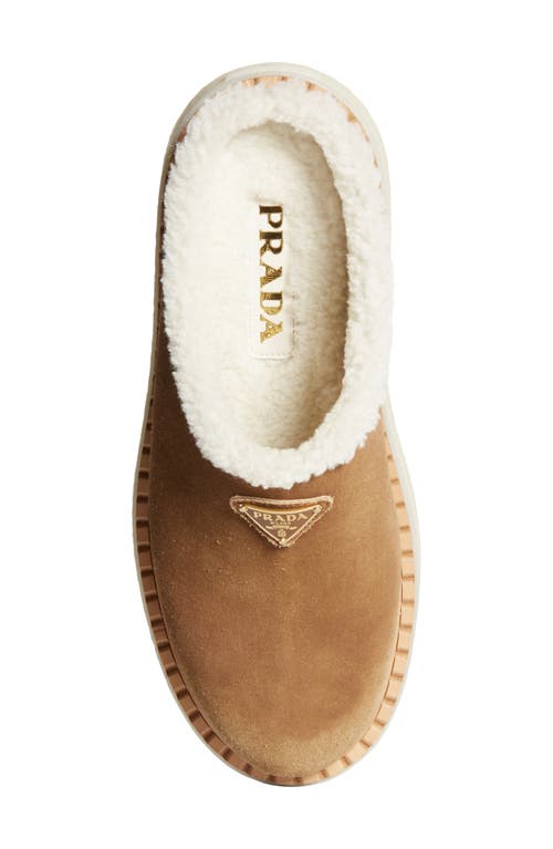 Shop Prada Evolve Genuine Shearling Clog In Cannella