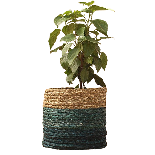 Kadam Haat Babui Eco-pot In Indigo