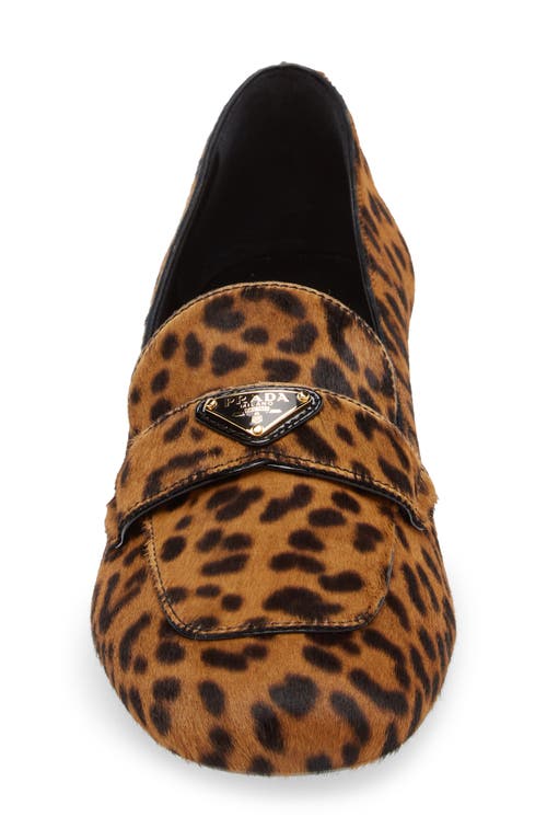 Shop Prada Genuine Calf Hair Loafer Pump In Miele Print Calf Hair