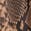selected Blush Windsor Snake Print color