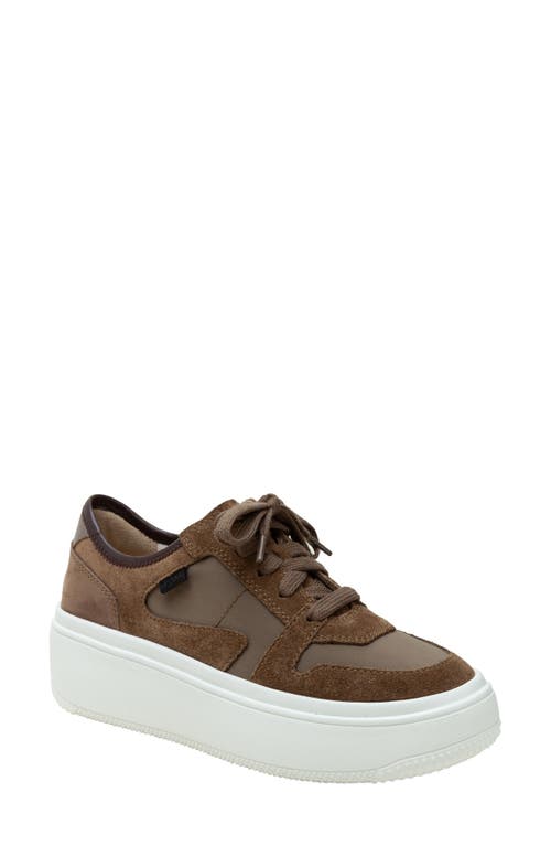 Shop Linea Paolo Gains Platform Sneaker In Dark Olive