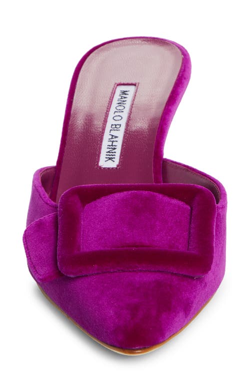 Shop Manolo Blahnik Maysale Buckle Pointed Toe Mule In Purple