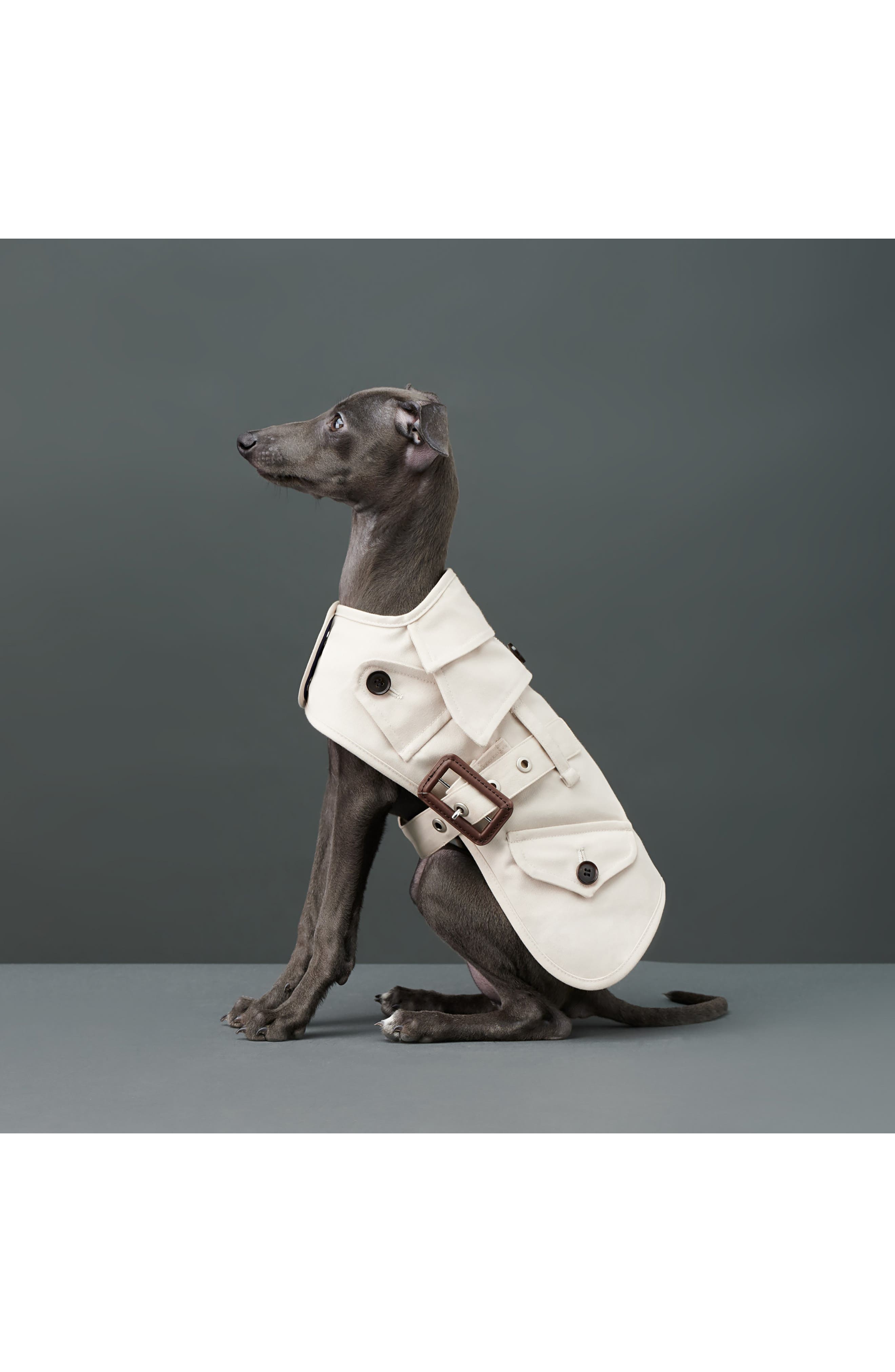 dog in a trench coat