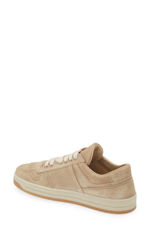 Shop Prada Downtown Sneaker In Ecru