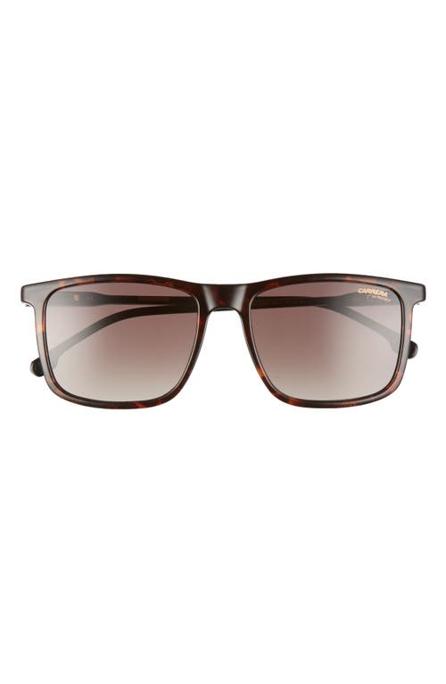 Carrera Eyewear 55mm Rectangular Polarized Sunglasses in Dark Havana