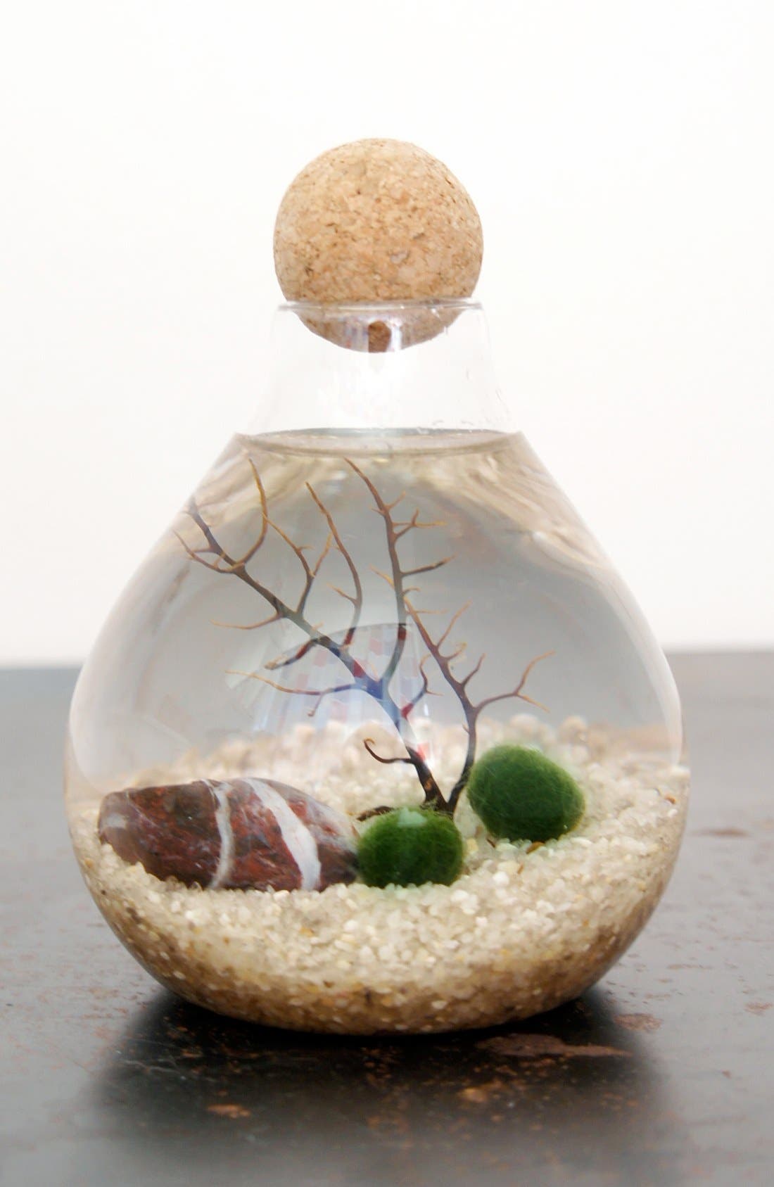 Moss + Twig Marimo Moss Ball Aquarium Nordstrom