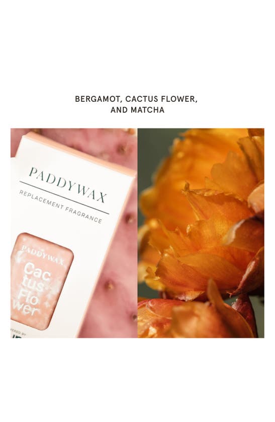 Shop Pura X Paddywax Bamboo & Green Tea 2-pack Diffuser Fragrance Refills In Cactus Flower