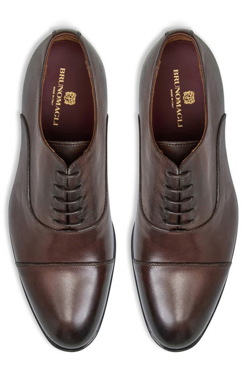 Bruno Magli Men's Maioco Cap Toe Oxfords - Regular In Brown