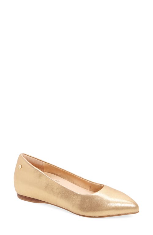 Poppy Pointed Toe Flat in Gold Starry