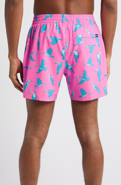 Shop Chubbies Classic Lined 5.5-inch Swim Trunks In The Toucan Do Its