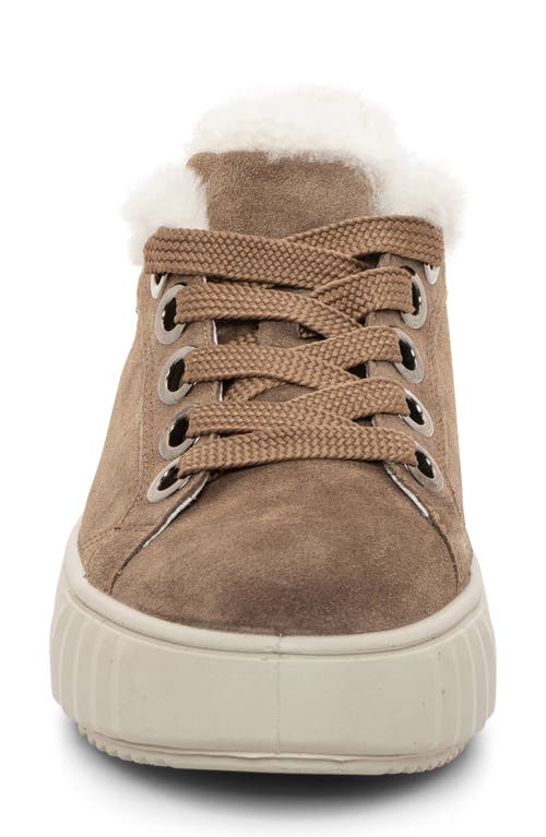 Ara Mikky Genuine Shearling Sneaker In Brown