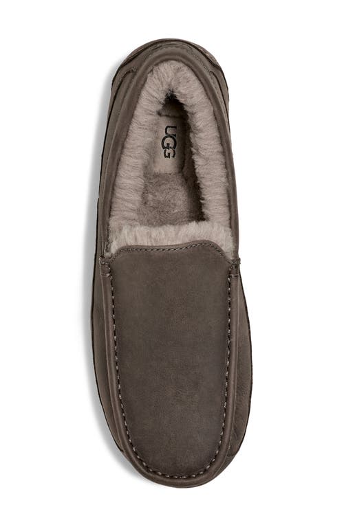 Shop Ugg(r) Ascot Slipper In Thunder Cloud