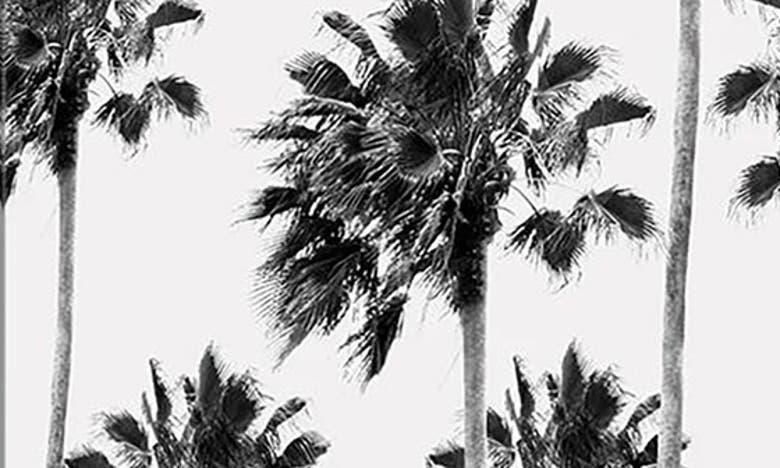 Icanvas Black White Palm Trees Finesse I By Anita's & Bella's Art Canvas Wall Art In Multi