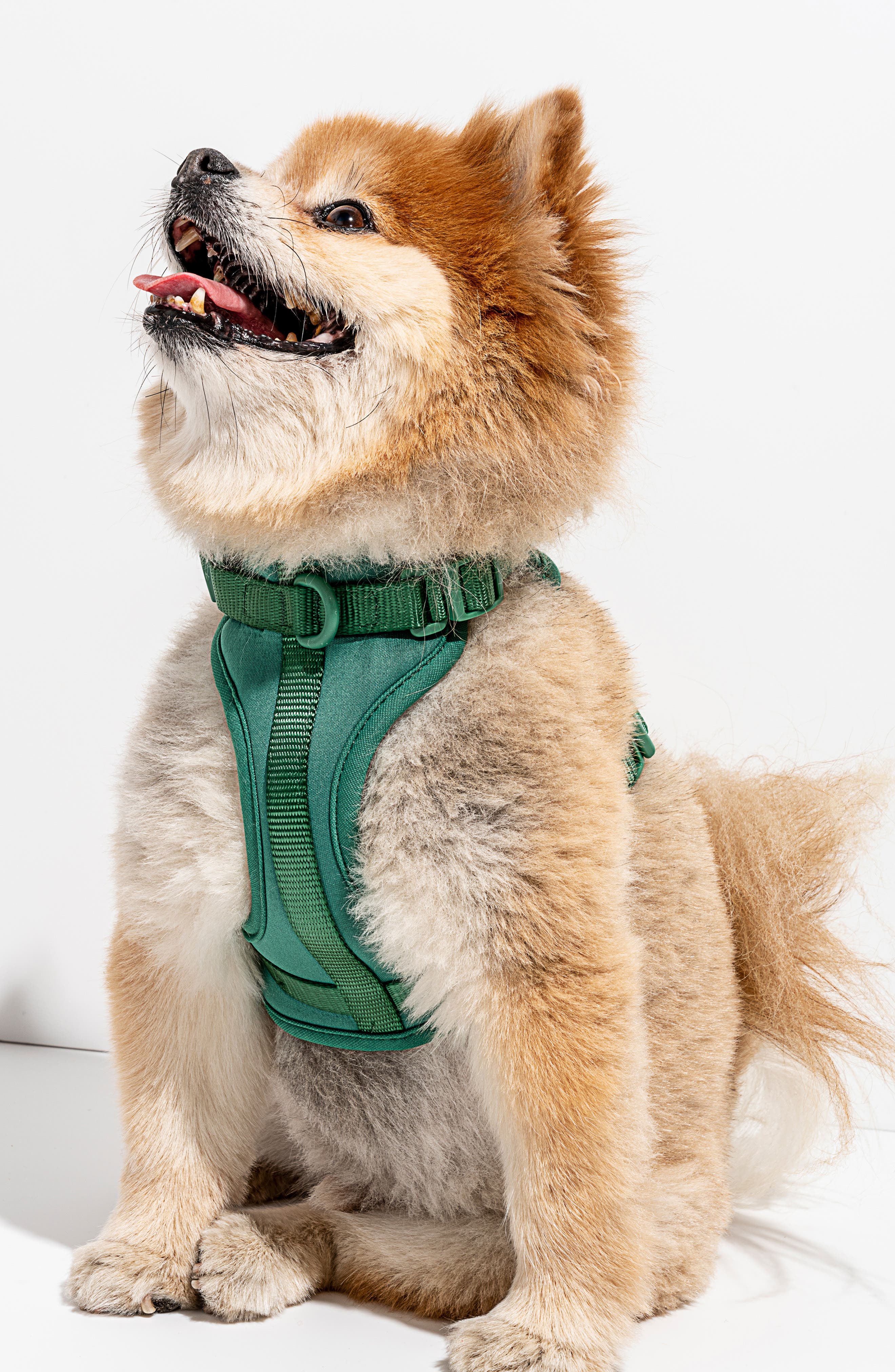 Wild One Dog Harness Nordstrom