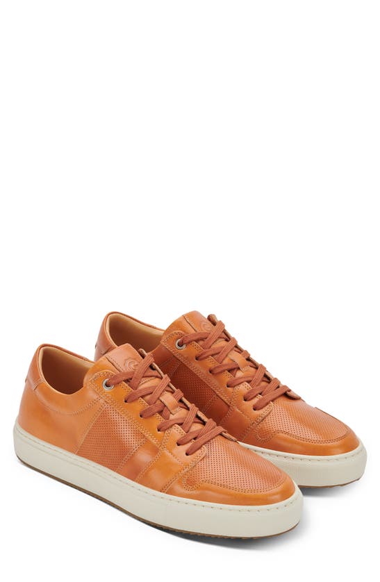 Greats Court Sneaker In Cuoio