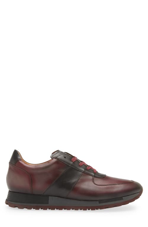 Shop Mezlan Latini Sneaker In Graphite/red