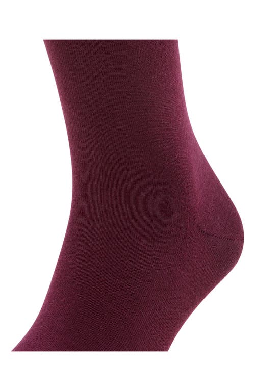 Shop Falke Airport Knee High Socks In Barolo