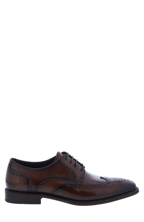 Penny Lane Harley Wingtip Derby In Cognac