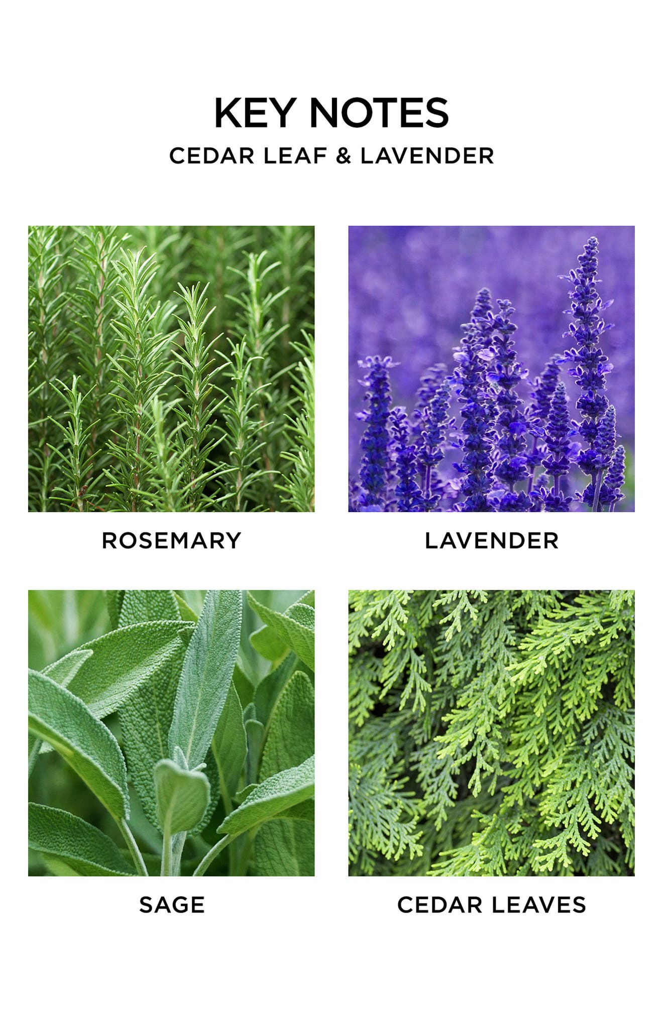 NEST New York Cedar Leaf & Lavender Room & Linen Spray Nordstrom