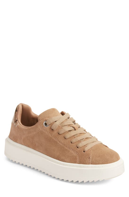 Steve Madden Charlie Platform Sneaker In Taupe Sued | ModeSens