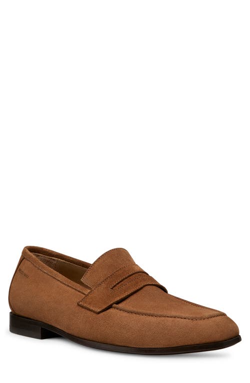 Shop Stuart Weitzman Club Penny Loafer In Camel