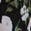 selected Black Leona Floral color