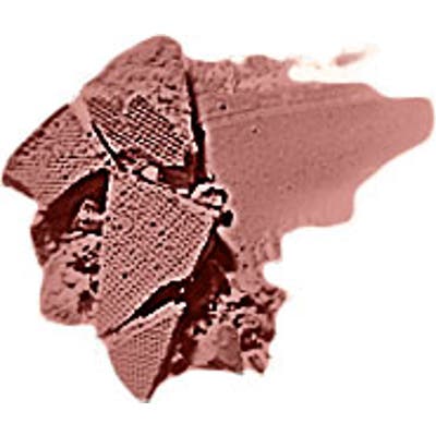 Clinique Soft-Pressed Powder Blusher - Fig