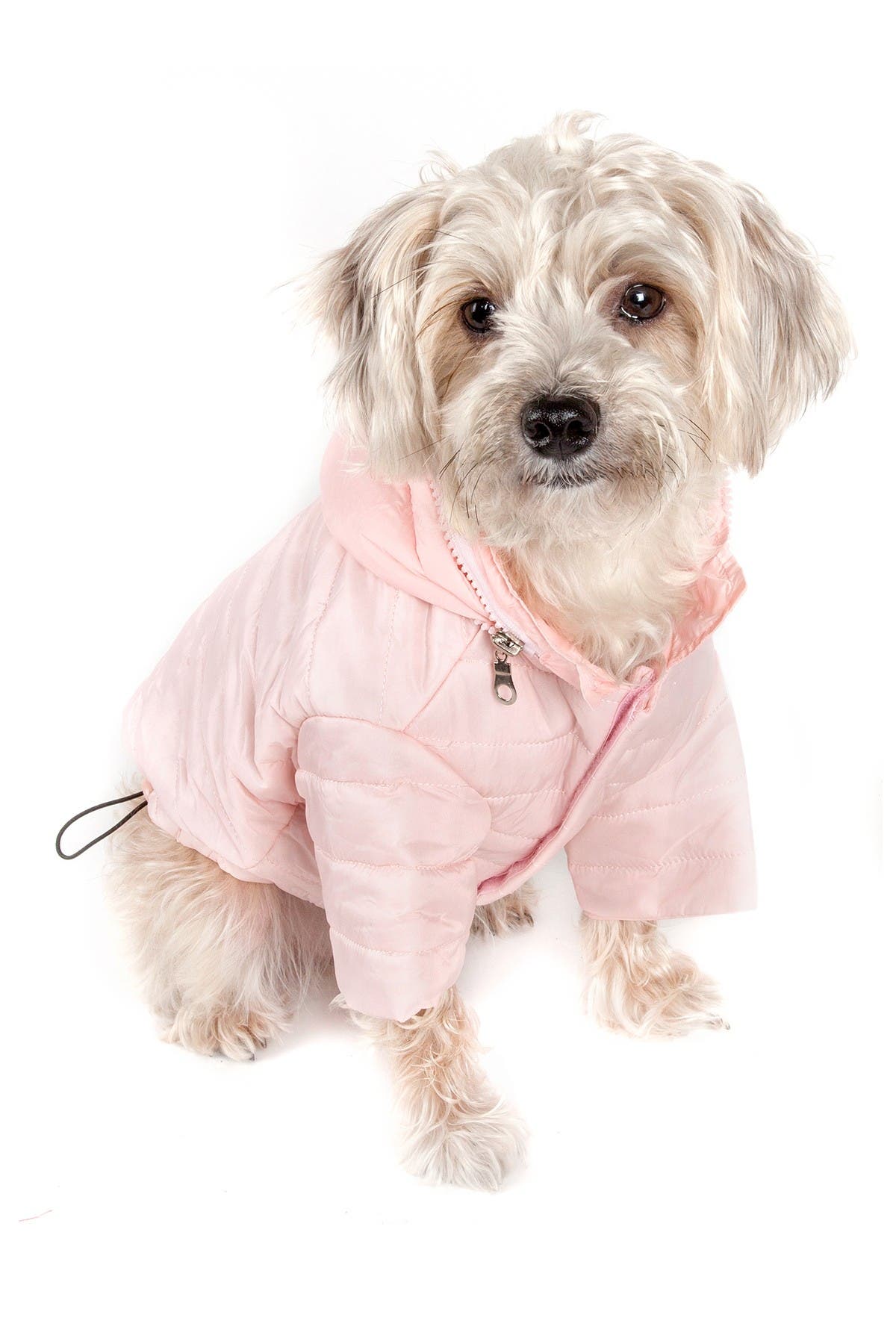 havanese dog clothes