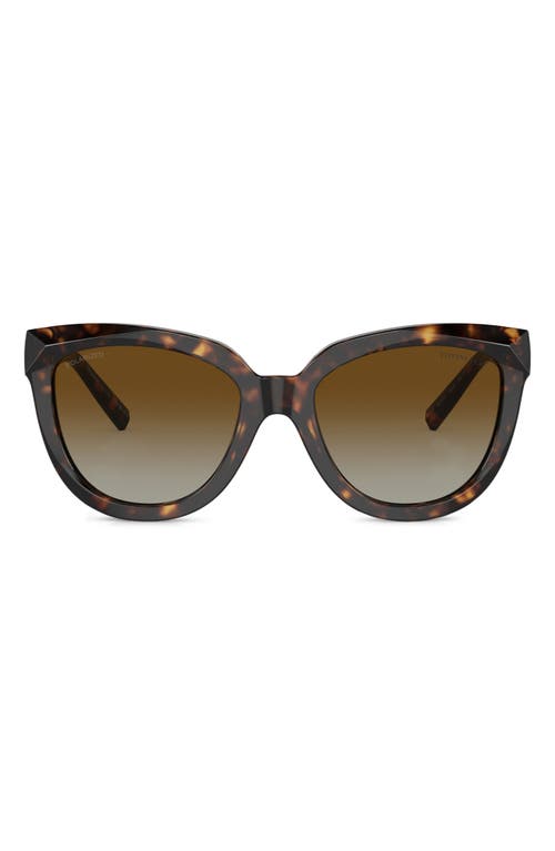Tiffany & Co. 53mm Gradient Polarized Cat Eye Sunglasses in Havana at Nordstrom