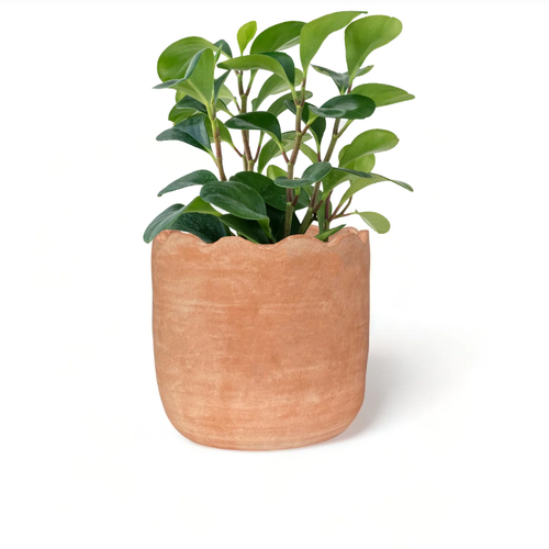 Shop Meso Goods Wavy Planter In Natural