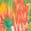 selected Macaw Leaves color