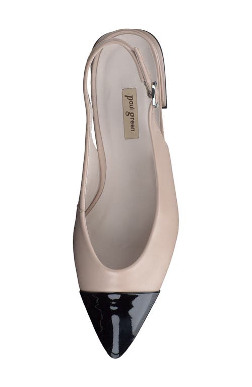 Paul Green Ynez Pointed Toe Slingback Flat In Black Biscuit Combo