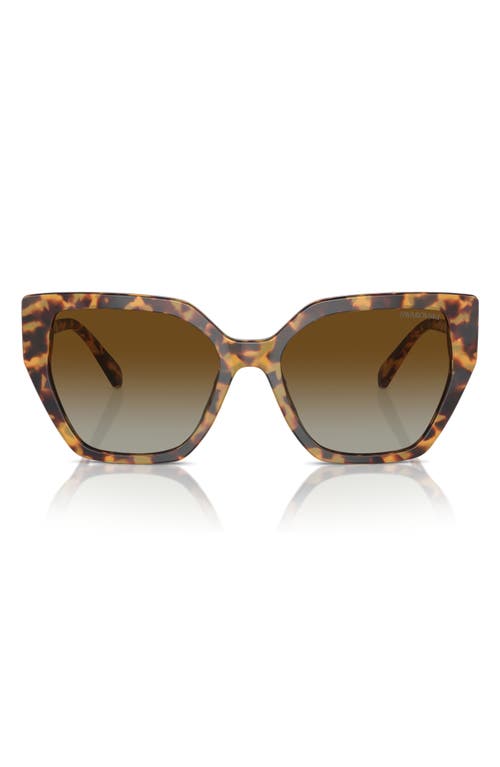 Swarovski 56mm Polarized Irregular Sunglasses in Havana Transparent at Nordstrom