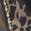 selected Leopard Print Multi color