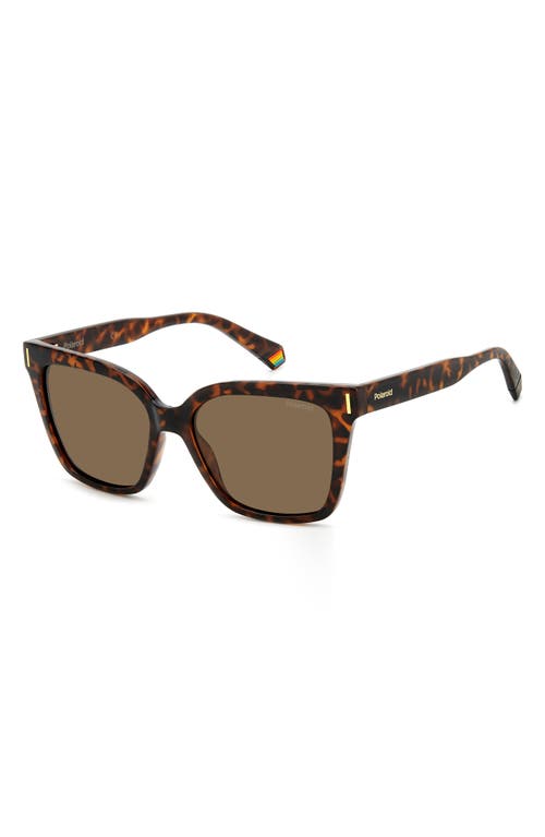 Shop Polaroid 54mm Polarized Cat Eye Sunglasses In Z/dnuhavana/bronze Polar