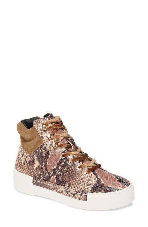Cecelia New York Silow Platform Lace-Up Sneaker in Beige Natural Snake Leather at Nordstrom, Size 9
