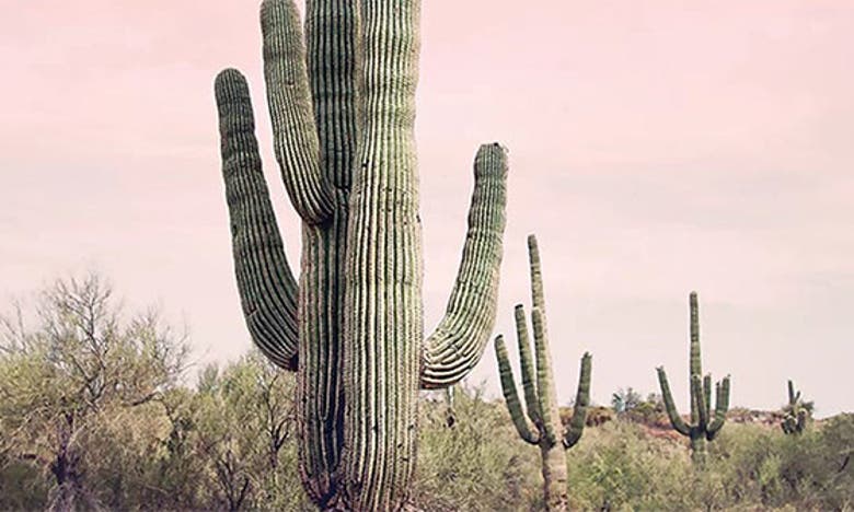 Icanvas Cactus Photography Canvas Print In Pink Multi