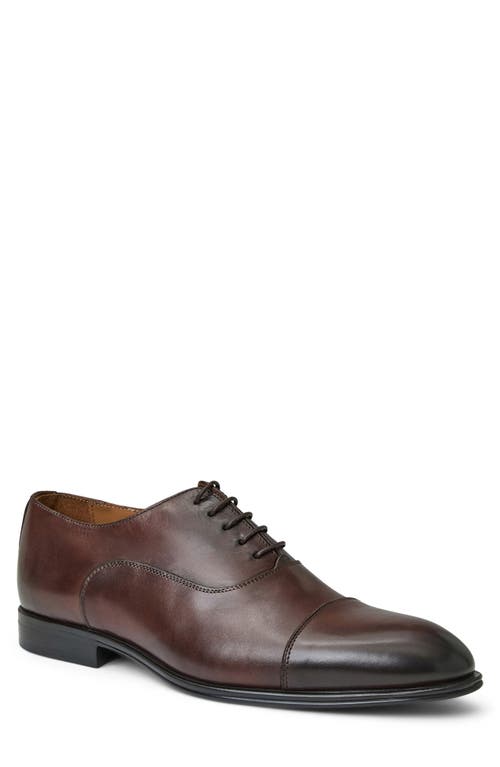 Bruno Magli Adriano Cap Toe Oxford In Brown