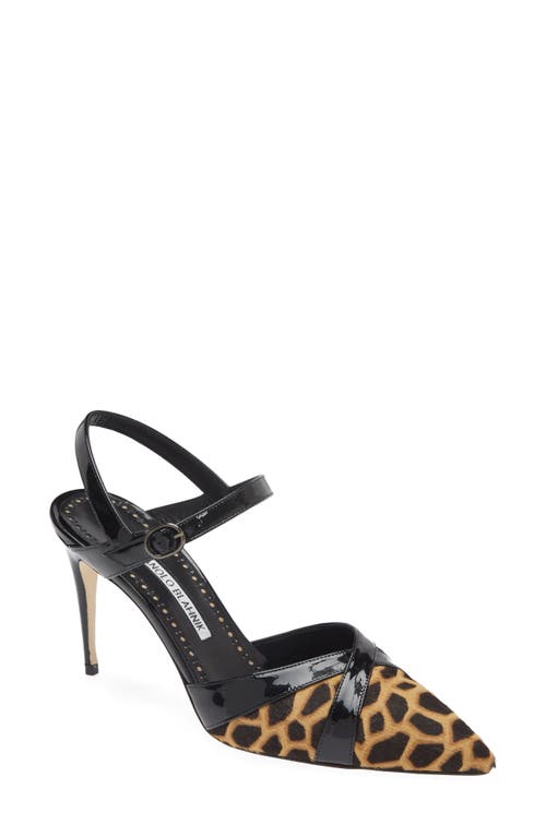 Manolo Blahnik Aristida Genuine Calf Hair Pointed Toe Pump Giraffe/Black at Nordstrom,