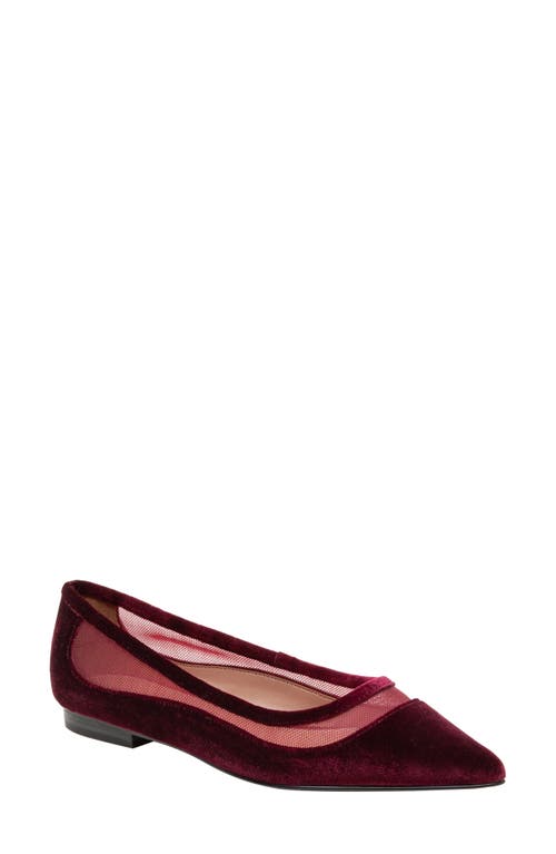 Linea Paolo Novah Pointed Toe Flat in Burgundy 