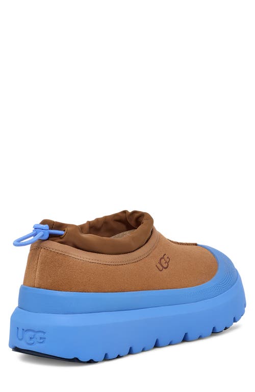 Shop Ugg(r) Tasman Waterproof Hybrid Slip-on Shoe In Chestnut/big Sky