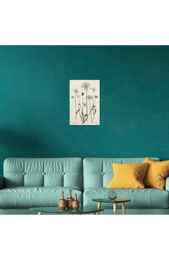 Icanvas Queen Annes Lace By Debbra Obertanec Canvas Wall Art In White-multi