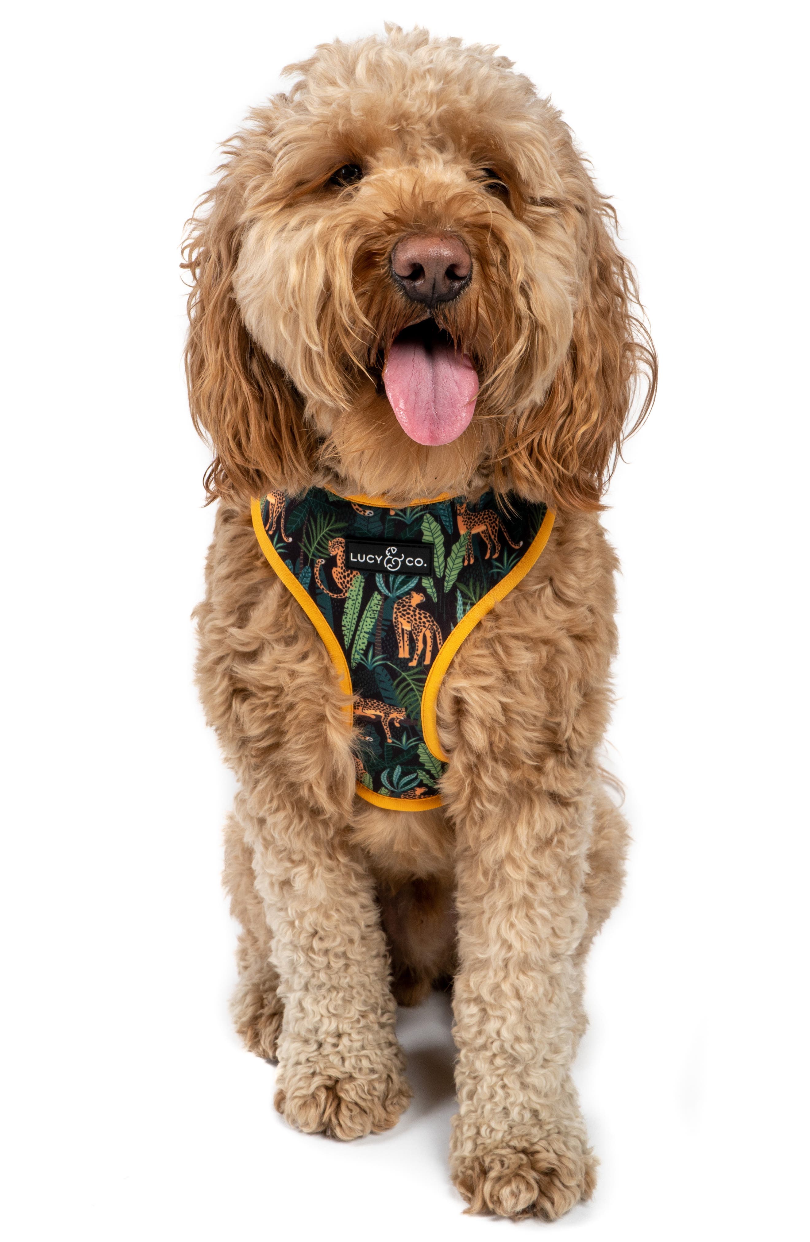 lucy and co dog harness