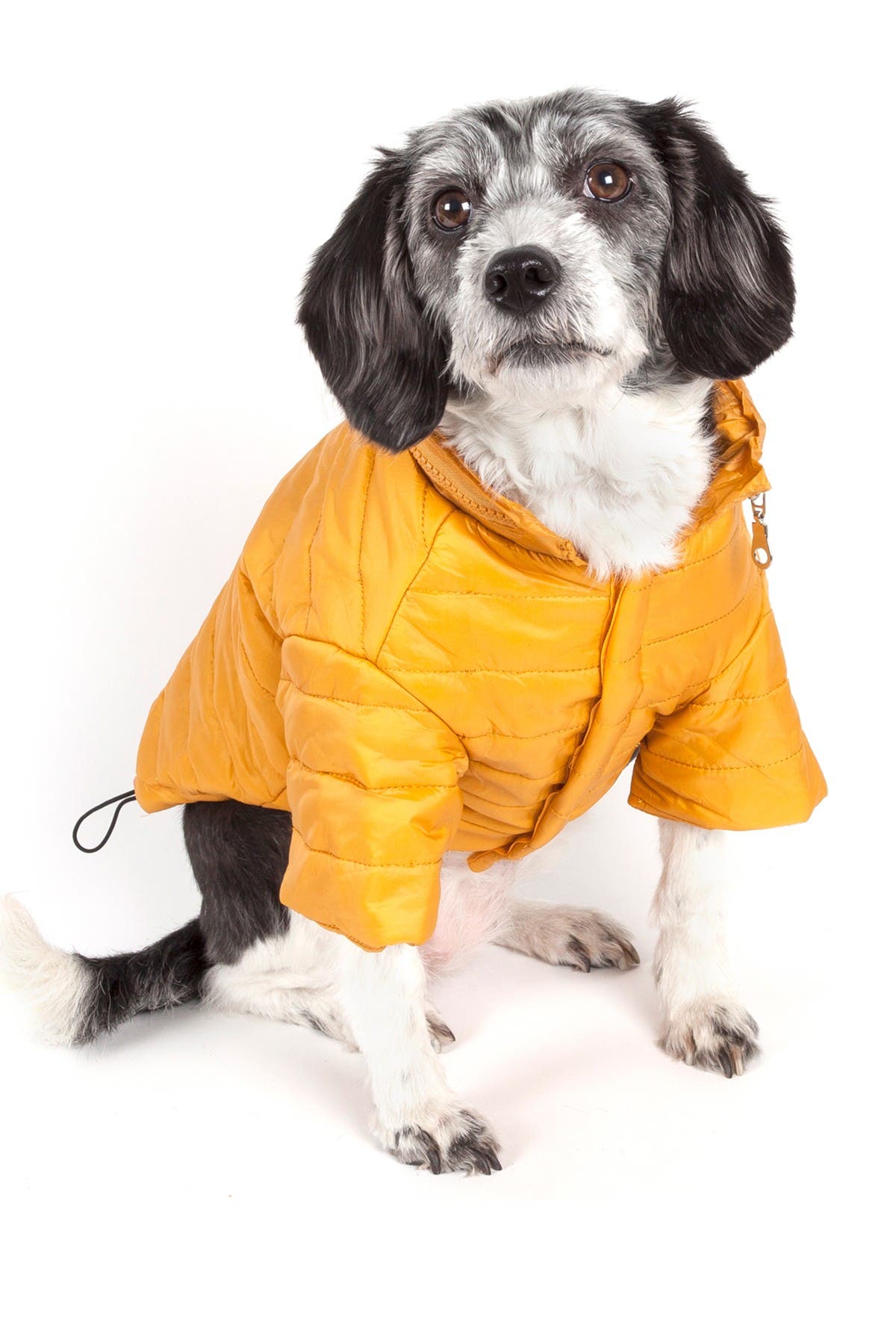 yellow and burgundy coat dog